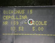 Cepollina Quirinus CsioArJYR SS7 7755 : CSIO Giovani Arezzo, Cepollina Nicole, Quirinus 15, foto Stefano Secchi ©