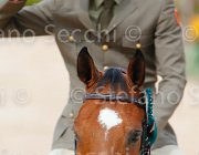 ZORZI TIKIDA CampITA2013- S5 0999 : Campionati Italiani 2013, Cattolica, Horse Riviera Resort, TIKIDA D'ECAUSSINNES, ZORZI ALBERTO, foto di Stefano Secchi ©
