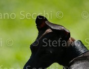  S5 9555 : Campionati Italiani 2013, Cattolica, Horse Riviera Resort, foto di Stefano Secchi ©
