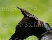  S5 9556 : Campionati Italiani 2013, Cattolica, Horse Riviera Resort, foto di Stefano Secchi ©