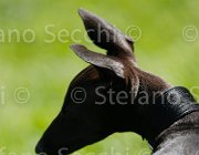  S5 9557 : Campionati Italiani 2013, Cattolica, Horse Riviera Resort, foto di Stefano Secchi ©