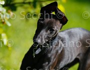  S5 9904 : Campionati Italiani 2013, Cattolica, Horse Riviera Resort, foto di Stefano Secchi ©