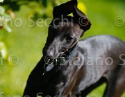  S5 9905 : Campionati Italiani 2013, Cattolica, Horse Riviera Resort, foto di Stefano Secchi ©