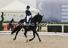 Guarda_Urlando_CampItaAr_2012_SS4_1805.JPG : Campionati Italiani Dressage 2012, GUARDA NARDINI EUGENIA, URLANDO, foto di Stefano Secchi ©