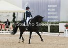 Guarda_Urlando_CampItaAr_2012_SS4_1808.JPG : Campionati Italiani Dressage 2012, GUARDA NARDINI EUGENIA, URLANDO, foto di Stefano Secchi ©