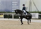 Guarda_Urlando_CampItaAr_2012_SS4_1820.JPG : Campionati Italiani Dressage 2012, GUARDA NARDINI EUGENIA, URLANDO, foto di Stefano Secchi ©