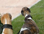  S6 7864 : Horses, ph Stefano Secchi ©