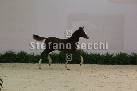 ACCORTO_MILANO_2010_SS3_3796.jpg