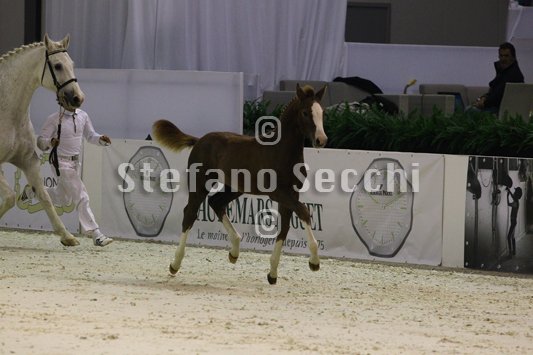 ACCORTO_MILANO_2010_SS3_3801.jpg