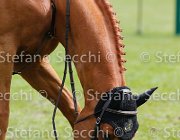 COUVE OSIRIS LaBaule2013- S5 8218 : 2013, COUVE CORREA TOMAS, La Baule, OSIRIS D'ORION, foto di Stefano Secchi ©