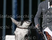 STAUT TARAN LaBaule2013- S4 9599 : 2013, La Baule, STAUT KEVIN, TARAN DE LA POMME, foto di Stefano Secchi