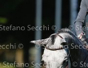 STAUT TARAN LaBaule2013- S4 9603 : 2013, La Baule, STAUT KEVIN, TARAN DE LA POMME, foto di Stefano Secchi