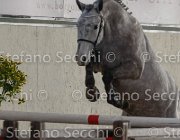 Cadoro TosTour2013- S4 6297 : Arezzo, Arezzo Equestrian Centre, Cadoro, Cavalli d'Italia, Toscana Tour 2013, foto di Stefano Secchi ©