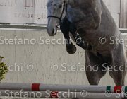 Cadoro TosTour2013- S4 6298 : Arezzo, Arezzo Equestrian Centre, Cadoro, Cavalli d'Italia, Toscana Tour 2013, foto di Stefano Secchi ©