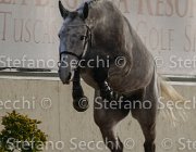 Cadoro TosTour2013- S4 6300 : Arezzo, Arezzo Equestrian Centre, Cadoro, Cavalli d'Italia, Toscana Tour 2013, foto di Stefano Secchi ©