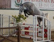 Cadoro TosTour2013- S5 3043 : Arezzo, Arezzo Equestrian Centre, Cadoro, Cavalli d'Italia, Toscana Tour 2013, foto di Stefano Secchi ©