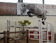 Cadoro TosTour2013- S5 3045 : Arezzo, Arezzo Equestrian Centre, Cadoro, Cavalli d'Italia, Toscana Tour 2013, foto di Stefano Secchi ©
