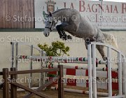 Cadoro TosTour2013- S5 3048 : Arezzo, Arezzo Equestrian Centre, Cadoro, Cavalli d'Italia, Toscana Tour 2013, foto di Stefano Secchi ©