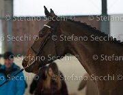 Clintige TosTour2013- S5 3080 : Arezzo, Arezzo Equestrian Centre, Cavalli d'Italia, Clintige, Toscana Tour 2013, foto di Stefano Secchi ©