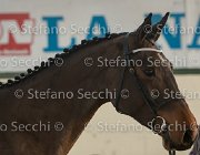 Clintige TosTour2013- S5 3083 : Arezzo, Arezzo Equestrian Centre, Cavalli d'Italia, Clintige, Toscana Tour 2013, foto di Stefano Secchi ©