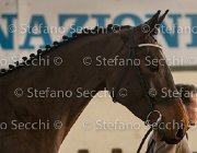 Clintige TosTour2013- S5 3084 : Arezzo, Arezzo Equestrian Centre, Cavalli d'Italia, Clintige, Toscana Tour 2013, foto di Stefano Secchi ©