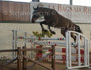 Clintige TosTour2013- S5 3092 : Arezzo, Arezzo Equestrian Centre, Cavalli d'Italia, Clintige, Toscana Tour 2013, foto di Stefano Secchi ©