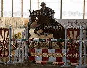 Lotus TosTour2013- S5 3113 : Arezzo, Arezzo Equestrian Centre, Cavalli d'Italia, Lotus, Lotus del Sole, Toscana Tour 2013, foto di Stefano Secchi ©