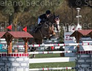 Andries Cicero TosTour2013- S5 1962 : Andries Stephanie, Arezzo, Arezzo Equestrian Centre, Cicero, Toscana Tour 2013, foto di Stefano Secchi ©