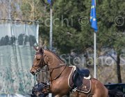 Curcio Katar TosTour2013- S5 2174 : Arezzo, Arezzo Equestrian Centre, Courcio Serena_Katar Z, Toscana Tour 2013, foto di Stefano Secchi ©