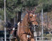Curcio Katar TosTour2013- S5 2179 : Arezzo, Arezzo Equestrian Centre, Courcio Serena_Katar Z, Toscana Tour 2013, foto di Stefano Secchi ©