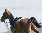 Curcio Katar TosTour2013- S5 2181 : Arezzo, Arezzo Equestrian Centre, Courcio Serena_Katar Z, Toscana Tour 2013, foto di Stefano Secchi ©