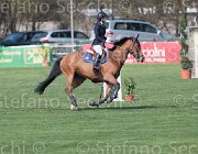 Guazzo Braise TosTour2013- S5 2425 : Arezzo, Arezzo Equestrian Centre, Braise du Marcq, Guazzo Olimpia, Toscana Tour 2013, foto di Stefano Secchi ©