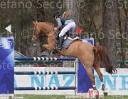 Hallundbaeck Dibidoe TosTour 2013- S4 7128 : Arezzo Equestrian Centre, Dibidoe, Hallundbaek Clara, PONY TOUR, Toscana Tour 2013, foto di Stefano Secchi ©