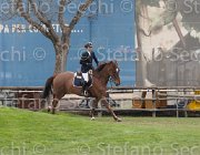 Isoardi Lumiere TosTour 2013- S4 6913 : Arezzo Equestrian Centre, Isoardi Valentina, Lumiere d'Aix, Toscana Tour 2013, foto di Stefano Secchi ©