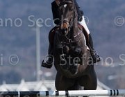 Pinchen Herald TosTour2013- S5 2728 : Arezzo, Arezzo Equestrian Centre, Herald, Pinchen Yazmin, Toscana Tour 2013, foto di Stefano Secchi ©