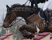 Richard Dieudonne TosTour 2013- S4 6835 : Arezzo Equestrian Centre, Dieudonne dG, Richard Philipps Jane, Toscana Tour 2013, foto di Stefano Secchi ©