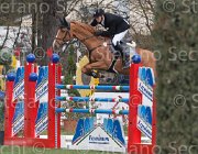 Schou Allerdings TosTour 2013- S4 6687 : Allerdings, Arezzo Equestrian Centre, Schou Andreas, Toscana Tour 2013, foto di Stefano Secchi ©