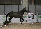Claire_Gatti_Verona2014_SS7_3181.jpg : CLAIRE DE LUNE, Fiera Cavalli 2014, GATTI PAOLO, foto Stefano Secchi ©