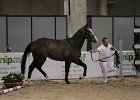 Claire_Gatti_Verona2014_SS7_3182.jpg : CLAIRE DE LUNE, Fiera Cavalli 2014, GATTI PAOLO, foto Stefano Secchi ©