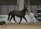 Claire_Gatti_Verona2014_SS7_3183.jpg : CLAIRE DE LUNE, Fiera Cavalli 2014, GATTI PAOLO, foto Stefano Secchi ©