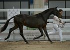 SHIMBALAIE_Cipriani_FieraCavalli2014_SS7_2769.jpg : Cipriani Alessio, Fiera Cavalli 2014, SHIMBALAIE', foto Stefano Secchi ©