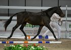 SHIMBALAIE_Cipriani_FieraCavalli2014_SS7_2773.jpg : Cipriani Alessio, Fiera Cavalli 2014, SHIMBALAIE', foto Stefano Secchi ©