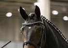 SHIMBALAIE_Cipriani_FieraCavalli2014_SS7_2805.jpg : Cipriani Alessio, Fiera Cavalli 2014, SHIMBALAIE', foto Stefano Secchi ©