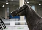 TRONU_Mascia_FieraCavalli2014_SS7_2897.jpg : Fiera Cavalli 2014, TRONU, foto Stefano Secchi ©, mascia Agostino