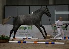 TRONU_Mascia_FieraCavalli2014_SS7_2898.jpg : Fiera Cavalli 2014, TRONU, foto Stefano Secchi ©, mascia Agostino