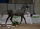 TRONU_Mascia_FieraCavalli2014_SS7_2906.jpg : Fiera Cavalli 2014, TRONU, foto Stefano Secchi ©, mascia Agostino