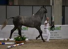 TRONU_Mascia_FieraCavalli2014_SS7_2907.jpg : Fiera Cavalli 2014, TRONU, foto Stefano Secchi ©, mascia Agostino