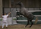TRONU_Mascia_FieraCavalli2014_SS7_2909.jpg : Fiera Cavalli 2014, TRONU, foto Stefano Secchi ©, mascia Agostino