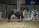 TRONU_Mascia_FieraCavalli2014_SS7_2915.jpg : Fiera Cavalli 2014, TRONU, foto Stefano Secchi ©, mascia Agostino