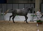 TRONU_Mascia_FieraCavalli2014_SS7_2916.jpg : Fiera Cavalli 2014, TRONU, foto Stefano Secchi ©, mascia Agostino